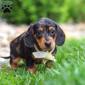 Anson, Dachshund Puppy